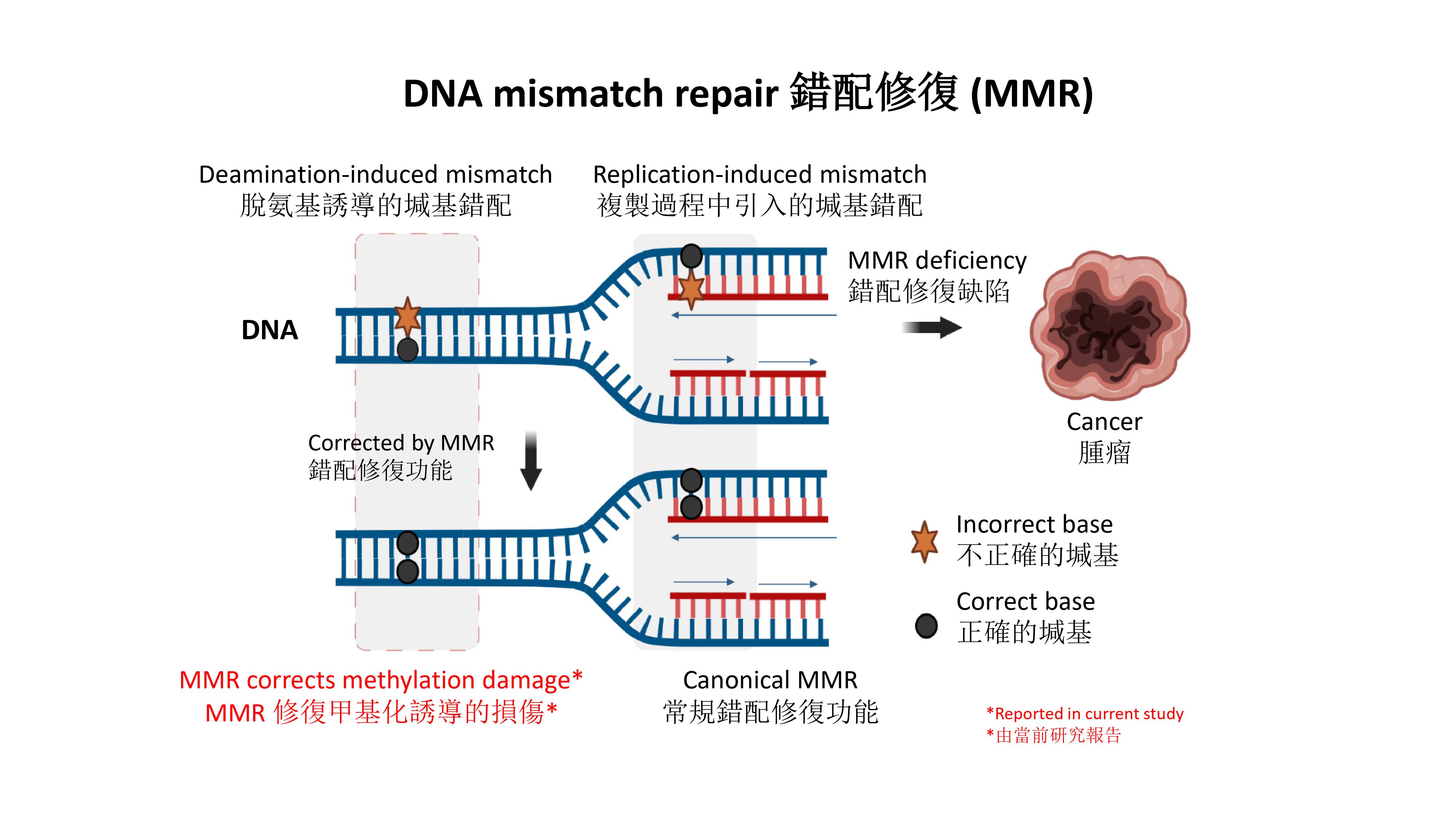 hkumed-discovers-an-unknown-function-of-dna-mismatch-repair-that